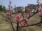 马鞍山姚家寨老年公寓、康复医院图片