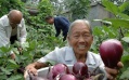 山东省聊城市东昌府区许营镇