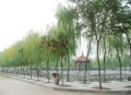 山东省泰安市新泰市老年公寓图片