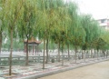 山东省泰安市新泰市老年公寓图片